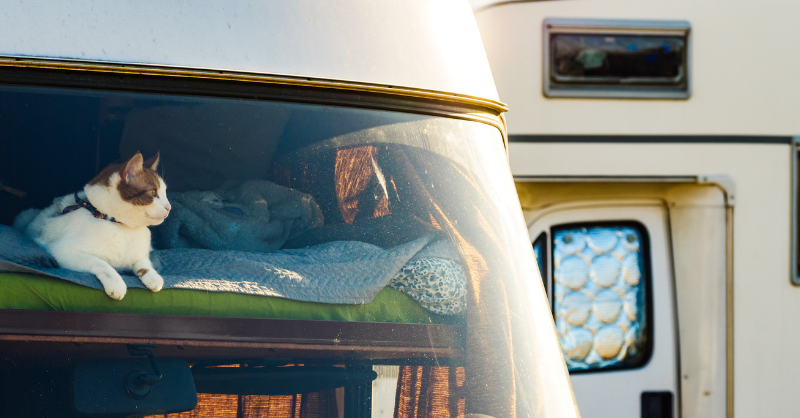 Forbes: RV Travel With Pets | RVIA