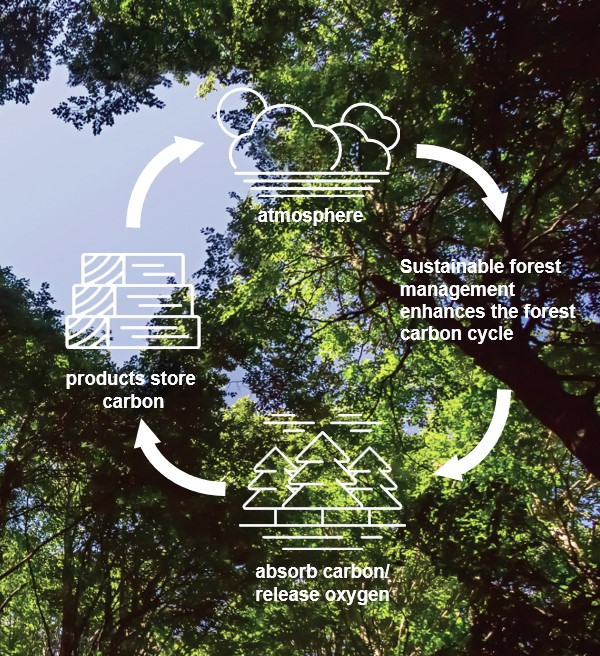 Carbon Cycle 